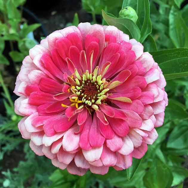 Zinnia – The Springs Garden World