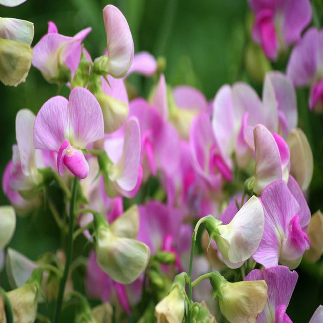 Sweet Peas – The Springs Garden World